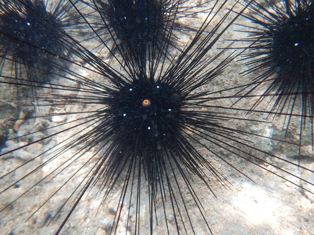 Diadema setosum