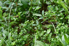 Thalictrum alpinum
