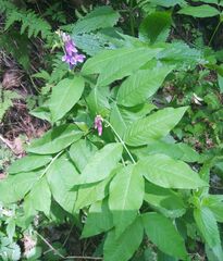 Vicia venosa