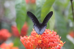 Papilio memnon