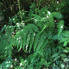 Microlepia obtusiloba