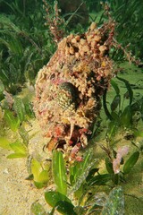 Phasianella