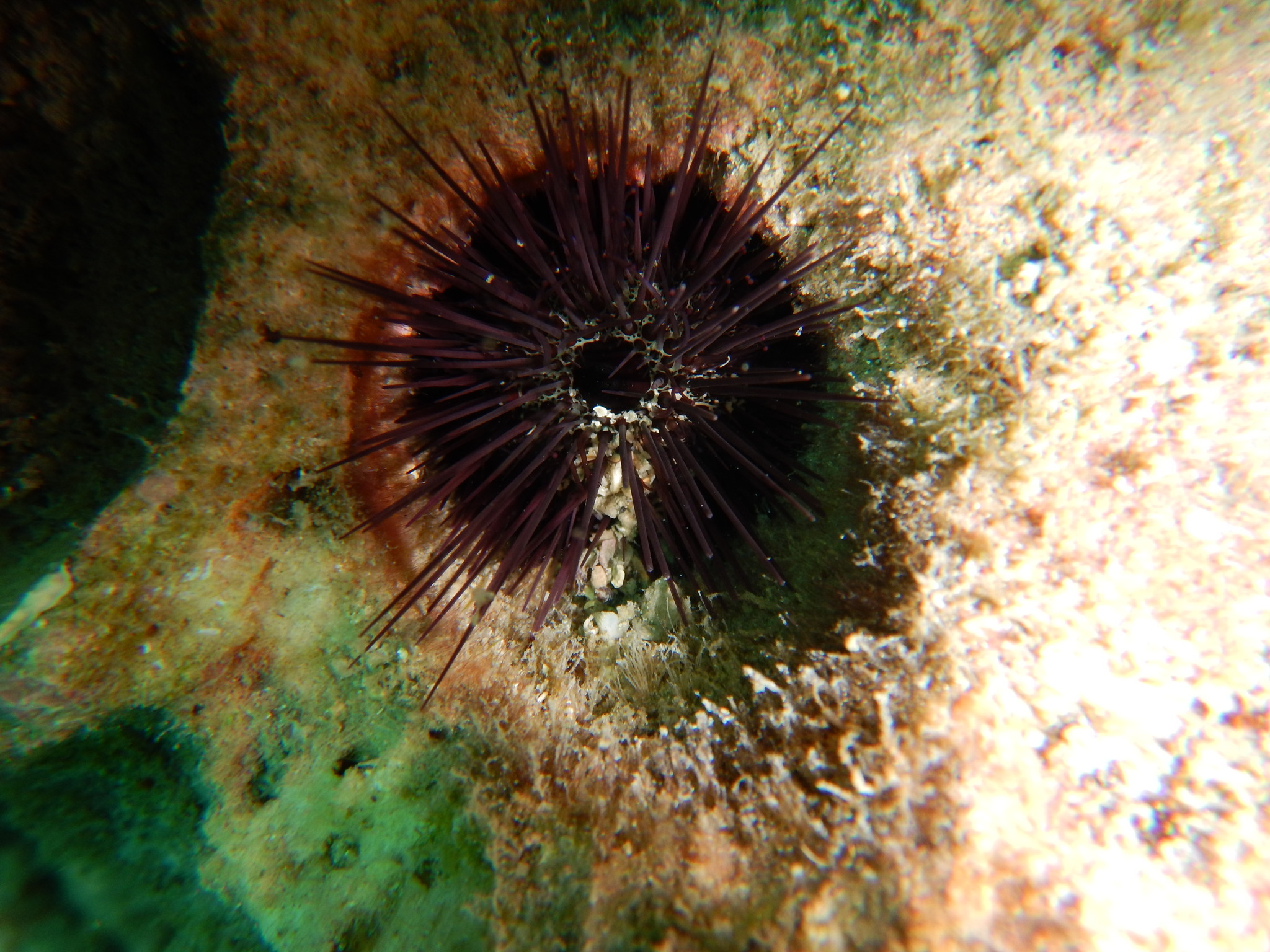 Echinostrephus Molaris (blainville, 1825)