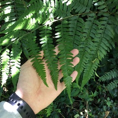 Microlepia obtusiloba