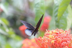 Papilio memnon
