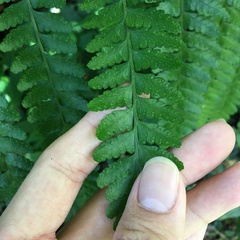 Microlepia obtusiloba