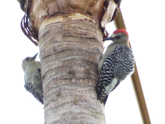 Melanerpes rubricapillus