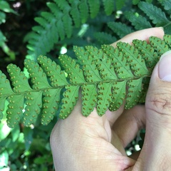 Microlepia obtusiloba