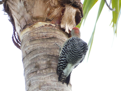 Melanerpes rubricapillus