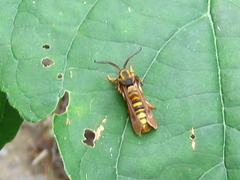 Pennisetia pectinata