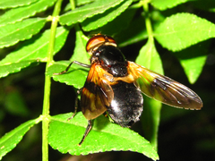 Volucella nigricans