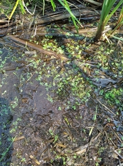 Ranunculus hyperboreus