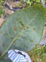 Aphidoletes