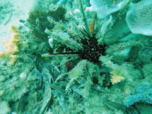 Prionocidaris pistillaris