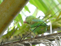 Brotogeris jugularis