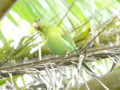 Brotogeris jugularis