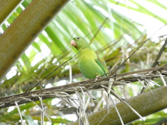 Brotogeris jugularis