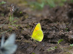 Colias heos