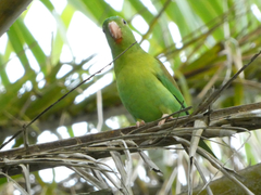 Brotogeris jugularis