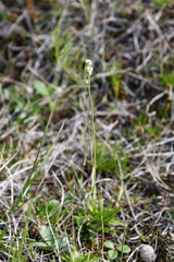 Tofieldia pusilla