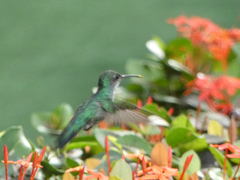 Chrysuronia coeruleogularis