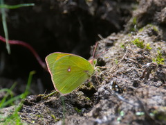 Colias heos