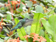 Chrysuronia coeruleogularis