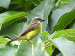 Myiozetetes cayanensis