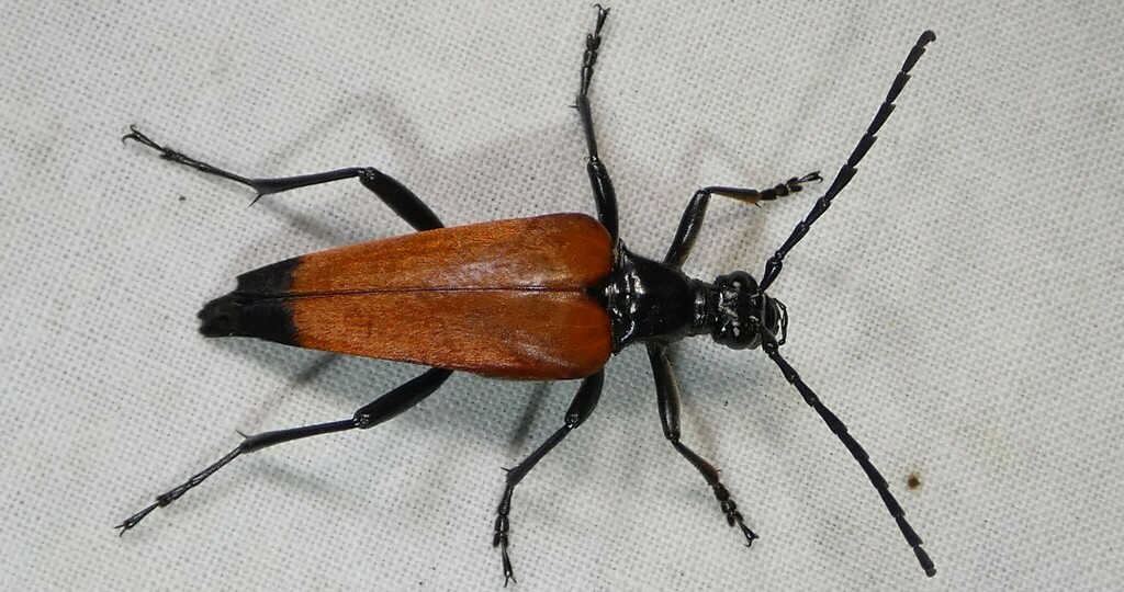 Stenelytrana emarginata