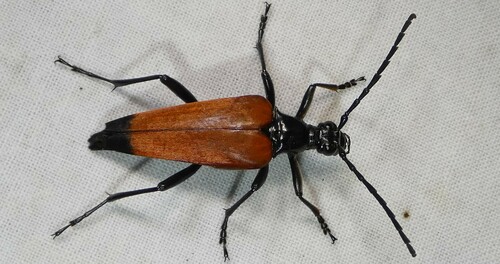 Stenelytrana emarginata (Fabricius, 1787)