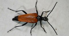 Stenelytrana emarginata