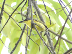 Todirostrum cinereum