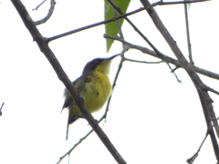 Todirostrum cinereum