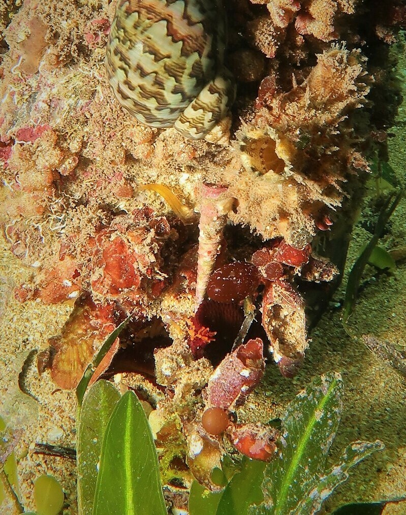 Gazameda iredalei from 5-7 Edith St, Edithburgh SA 5583, Australia on ...