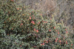 Tristerix penduliflorus