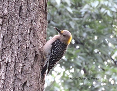 Melanerpes aurifrons