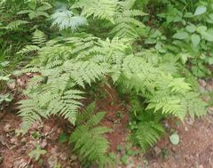 Diplazium sibiricum