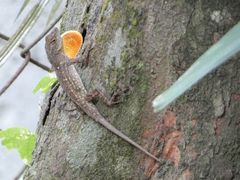 Anolis sagrei