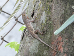 Anolis sagrei