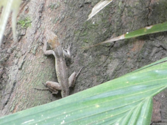 Anolis sagrei