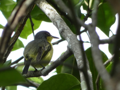 Todirostrum cinereum