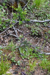 Saussurea parviflora