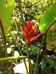 Heliconia lankesteri rubra