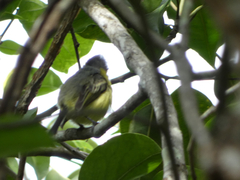 Todirostrum cinereum