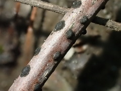 Prosthecium pyriforme