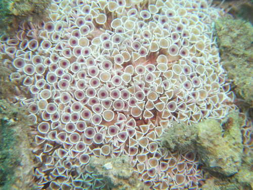 Toxopneustes pileolus