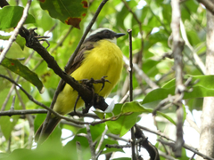 Myiozetetes cayanensis