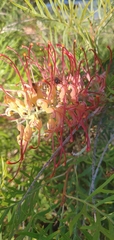 Grevillea banksii