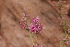 Calytrix exstipulata