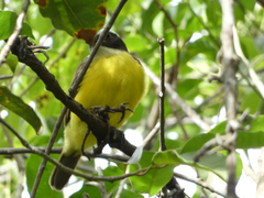 Myiozetetes cayanensis